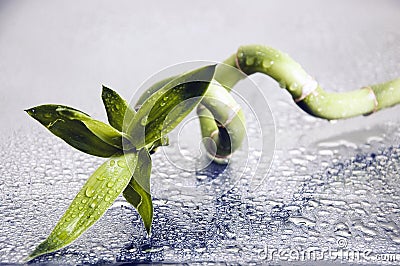 Lucky bamboo Stock Photo