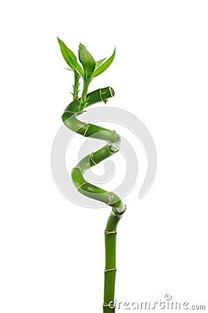 Lucky bamboo Stock Photo