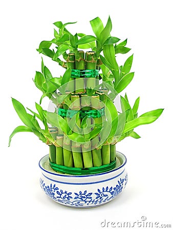 Lucky bamboo Stock Photo