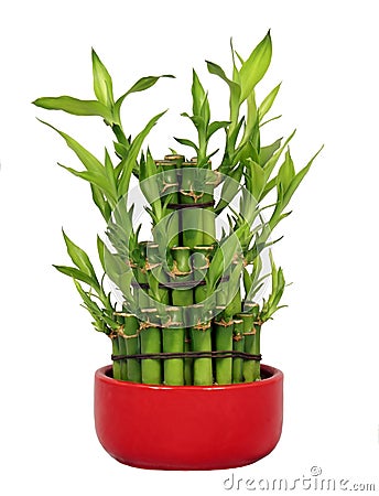 Lucky Bamboo Stock Photo