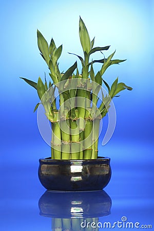 Lucky bamboo Stock Photo