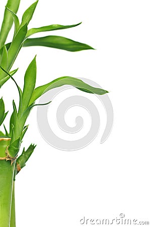 Lucky bamboo Stock Photo