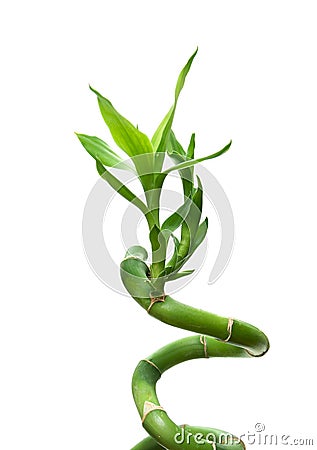 Lucky bamboo Stock Photo