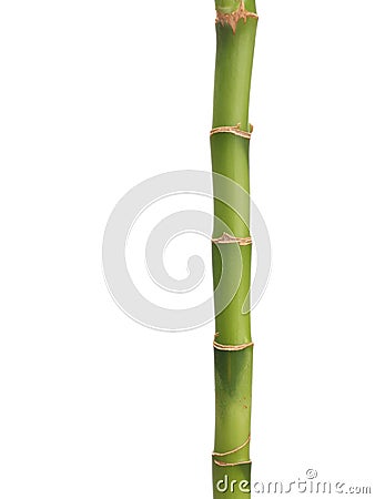 Lucky Bamboo Stock Photo