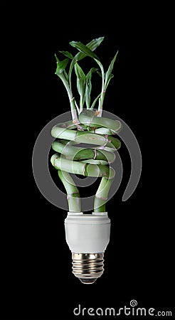 Lucky Bamboo CFL Stock Photo