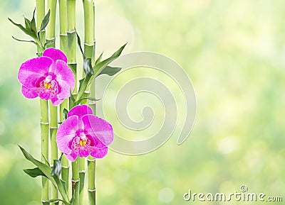 Lucky Bamboo and two orchid flowers on natural green background Stock Photo