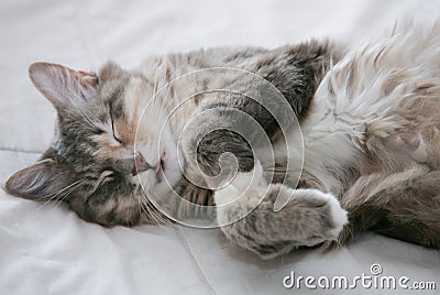 Lucky cats sleep Stock Photo