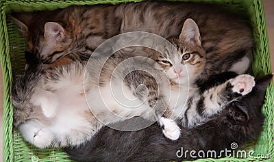 Lucky cats. Sleep Stock Photo