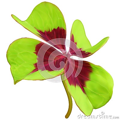 Lucky clover leaf Stock Photo