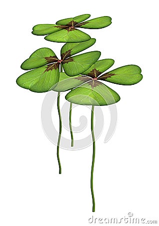 Lucky Clover or Shamrock on White Stock Photo