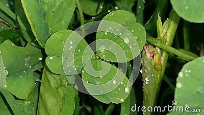 Lucky Clover Wishes Stock Photo