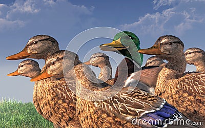 The Lucky Duck Stock Photo