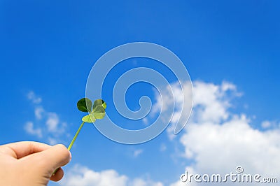 Lucky four leaf clover Stock Photo