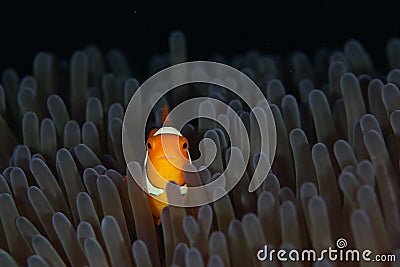 Clown Fish aka Nemo Stock Photo