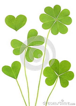 Lucky Three & Four Leaf Clovers Stock Photo