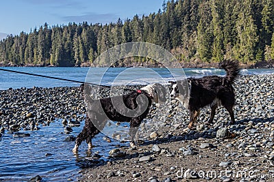 Two dogs meeting on a beach Stock Photo