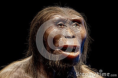 Lucy neanderthal cro-magnon female isolated on black Editorial Stock Photo