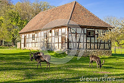 Ludwigsburg Castle Favoriten park with deer in spring time with beautiful garden with flower and green grass and blue sky Editorial Stock Photo