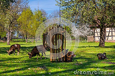 Ludwigsburg Castle Favoriten park with Lamb Muflon in spring time with beautiful garden with flower and green grass and blue sky Stock Photo