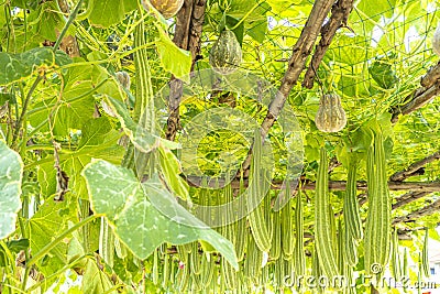 The Luffa Farm: Cultivating Nature's Versatile Sponge Stock Photo