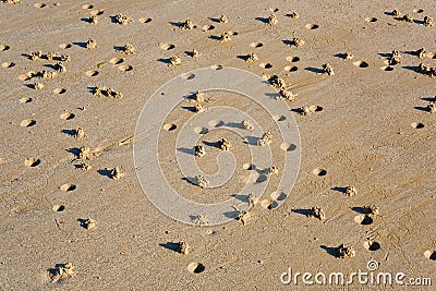 Lugworm (arenicola marina) casts on a beach Stock Photo