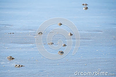Lugworm, arenicola marina, sand casts on Shanklin Beach, Isle of Wight Stock Photo