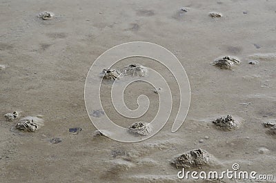 Lugworm or sandworm, Arenicola marina Stock Photo
