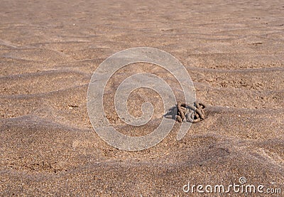 Lugworm worm cast. Aka sandworm, Arenicola marina. Signs of this marine creature on beach at low tide. Stock Photo