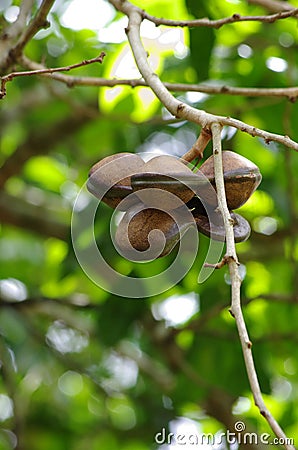 Luk Nieng - Djenkol bean fruit Stock Photo