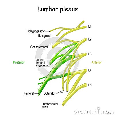 Lumbar plexus. Clinical Anatomy of Spinal Nerves Vector Illustration