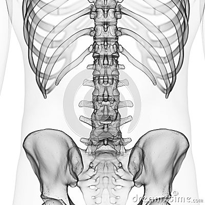 The lumbar spine Cartoon Illustration