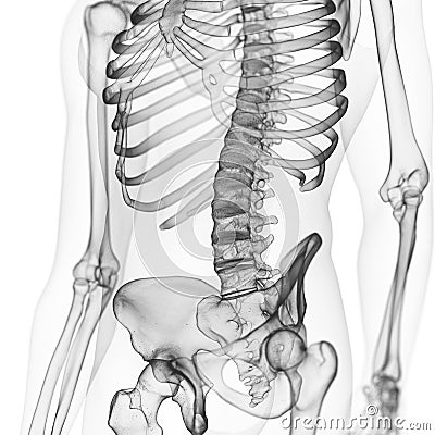 the lumbar spine Cartoon Illustration