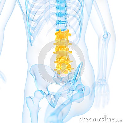 The lumbar spine Cartoon Illustration