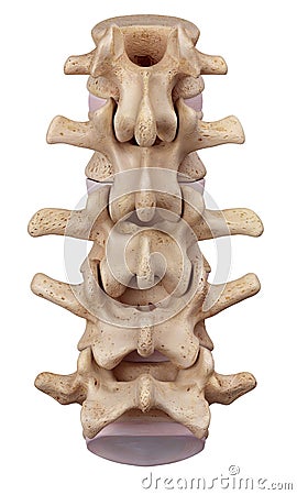 The lumbar spine Cartoon Illustration