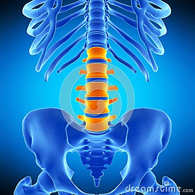 The lumbar spine Cartoon Illustration