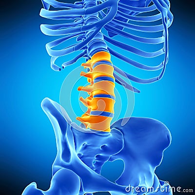 The lumbar spine Cartoon Illustration