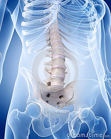 The lumbar spine Cartoon Illustration