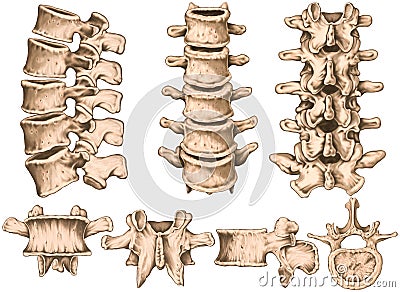 Lumbar spine structure, vertebral bones, anterior, lateral, posterior, superior view Stock Photo