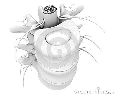 Lumbar vertebra with intervertebral disk, medically 3D illustration on white background Cartoon Illustration