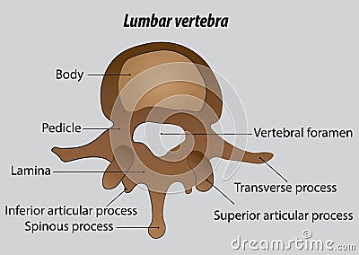 Lumbar vertebra labeled vector drawing illustrations Vector Illustration