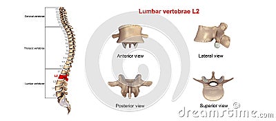 Lumbar vertebrae L2 Stock Photo