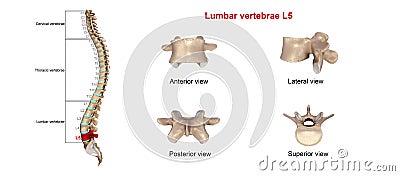 Lumbar vertebrae L5 Stock Photo