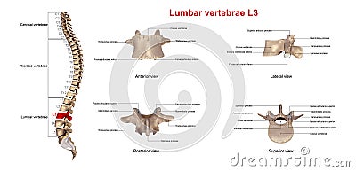 Lumbar vertebrae L3 Stock Photo