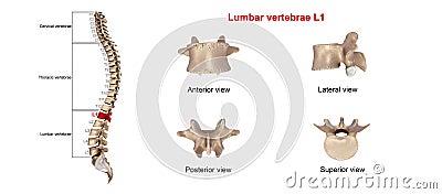 Lumbar vertebrae L1 Stock Photo