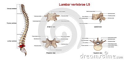 Lumbar vertebrae L5 Stock Photo