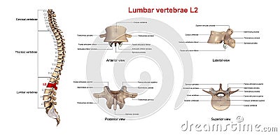 Lumbar vertebrae L2 Stock Photo