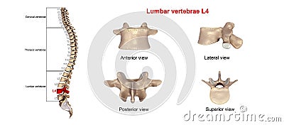 Lumbar vertebrae L4 Stock Photo