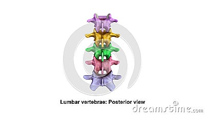 Lumbar Vertebrae Posterior view Stock Photo