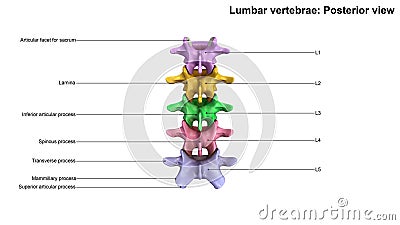 Lumbar Vertebrae_Posterior view Stock Photo