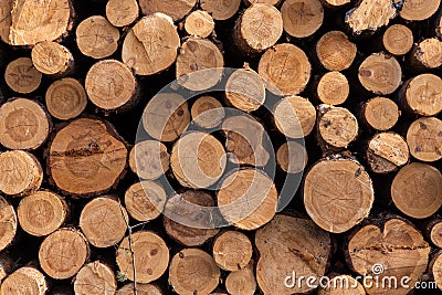 Lumber wood. Sawn cut trees, logs closeup background texture. Timber harvesting, forest destruction Stock Photo